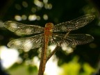 LIBELLULA DI CRISTALLO REPORTAGE LIBELLULA DI CRISTALLO REPORTAGE