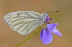 Pieris napi