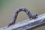 Bruco acrobata