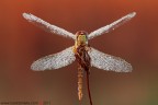 Sympetrum fonscolombii (Selys, 1840)

www.rossidaniele.com

Canon EOS 7D + Sigma 180mm f/3.5 EX APO Macro HSM
f16 - 1/6 - ISO 100
cavalletto - scatto remoto - plamp - pannellini
11.10.2011 ore 7.47
Suggerimenti e critiche sempre ben accetti.
Consiglio la visione in alta risoluzione
[url=http://www.rossidaniele.com/HR/_MG_1709copia-mdc-1500.jpg]Versione HR[/url]