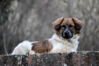 il Chicco in posa