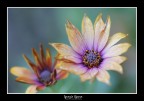 canon 60d tamron 90 mm macro f2.8 1/160 iso160