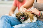 Eos 5d Mark III + Canon EF 70-200mm F4 Is Usm
Esposizione Spot sul Muso del Cagnolino

Focale : 200 mm
F-Stop : F 4
Tempo Esposizione : 1/1000
EV: + 0.7
Iso : 1250

Critiche e consigli sono sempre ben accetti perch a me questa foto piace molto