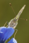 Sui petali