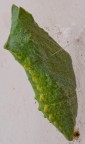 Crisalide