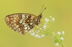 Melitea athalia