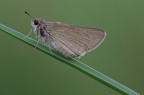 Farfallina