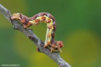 Canon 7D - Sigma 180mm f/3.5 EX DG HSM Macro - 1/5 - f/16 - ISO 320 - treppiede