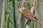 Cannaiola(Acrocephalus scirpaceus)