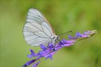 Aporia crataegi (Linnaeus, 1758)
Lepidoptera Pieridae

Nikon D7000-105micro Nikkor-f 16-1/30src-iso 200

per vedere meglio:
http://img12.imageshack.us/img12/5761/aporiacrataegiss1109512.png