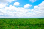 un mare verde