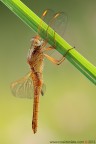 Crocothemis erythraea (Brull, 1832)

www.rossidaniele.com

Canon EOS 7D + Sigma 180mm f/3.5 EX DG HSM Macro
f11 - 1/13 - ISO 100
cavalletto - scatto remoto - plamp - pannellini
18.05.2012 ore 7.03
Suggerimenti e critiche sempre ben accetti.
[url=http://www.rossidaniele.com/HR/_MG_2581copia-mdc-1500.jpg]Versione HR[/url]