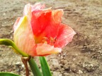 fiore :D