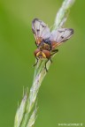 Ectophasia sp.