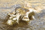 liquid liquid