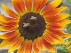 fiore con api