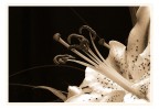 un fiore antico