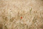 solo e pensoso i pi deserti campi