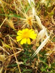 spiga e fiore :D