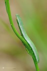 Anthocharis cardamines (Linnaeus, 1758)