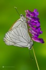 Aporia crataegi (Linnaeus, 1758)