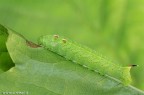 Canon 7D - Sigma 180mm f/3.5 EX DG HSM Macro - 1/5 - 16 - ISO 320 - treppiede.

Questo bruco nelle ultime mute assume le sembianze di un piccolo serpente per spaventare i nemici