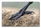 Artigli di Velociraptor!!!