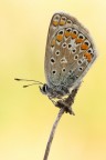 Polyommatus sp