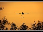 Camargue # 50 - fine serie