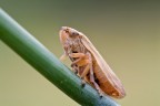 Una piccola cicadella begina R.R. 3:1 circa