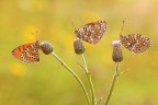Le Tre Sorelle
