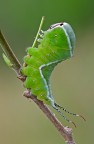 Cerura vinula-Bruco