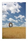 Cerchi nel grano