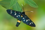 Syntomis phegea