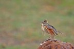 Un piccolissimo passeriforme cercava di attirare l'attenzione delle femmine esibendosi in salti acrobatici e assordanti canti , cratere Ngorongoro N.P.