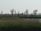 Comacchio2