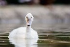 Pulcino di cigno