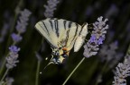 Farfalla