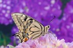 Papilio tra i fiori ...
