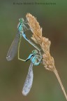 Ischnura elegans