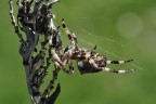 Aracne