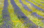 Lavanda: intriganti pennellate di colore... 

Borgiano di Serrapetrona (MC)