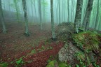 ero andata alla ricerca di fioriture primaverili, ma non le ho trovate, in compenso ho trovato angoli nuovi di foresta