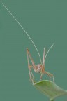 Tylopsis liliifolia
