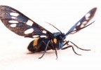 Amata (Syntomis) phegea