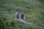 Marmotte