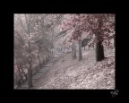 refuge of dreams