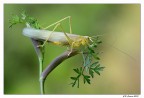 Neonata