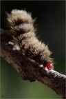 Bruco peloso