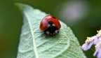 Fotografia scattata in Alta Versilia.
ISO 200 - 85 MM - F/5 - 1/250 - NIKON D3 - NIKON 24/85 2.8

Sono consapevole che avrete visto migliaia di coccinelle, ma per me  la prima e comunque la vista frontale mi sembra particolare. Consigli e critiche come sempre sono ben accette per il proseguimento della mia passione!!!